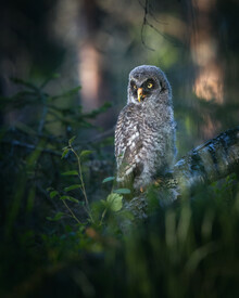 Daniel Öberg, Greay Grey Owl Junior (Sweden, Europe)