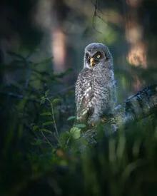 Portrait of a young Grey Owl quietly sitting in the woods, observing its surroundings.
