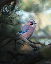 Daniel Öberg, Eurasian jay (Sweden, Europe)
