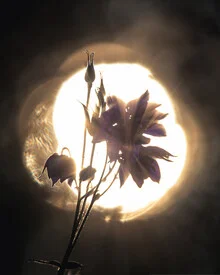 Photo art: Macro shot of flowers in soft evening light