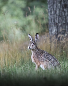 Daniel Öberg, Curious hare (Sweden, Europe)