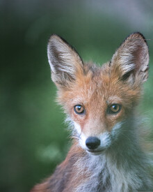 Daniel Öberg, Fox Portrait (Sweden, Europe)