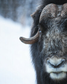 Daniel Öberg, Musk Ox Portrait (Sweden, Europe)