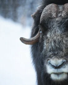 Portrait of a musk ox in winter, surrounded by snow and a sense of calm.