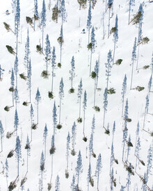 Daniel Öberg, Trees from above (Sweden, Europe)