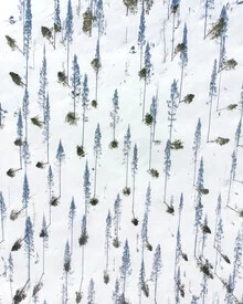 Luftaufnahme von Bäumen in Schweden: verschneite Baumkronen im Winterlicht