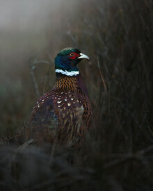 Daniel Öberg, Pheasant (Sweden, Europe)