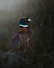 Pheasant in nature: Colorful bird with red feathers, surrounded by a moody forest atmosphere