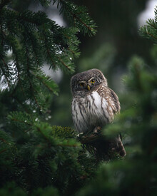 Daniel Öberg, Pygmy Owl (Sweden, Europe)
