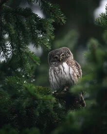 Pygmy owl by Daniel Öberg: friendly portrait in the woods