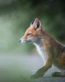 Daniel Öberg, Fox in profile (Sweden, Europe)