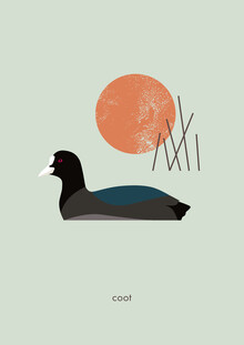Maja Modén, Coot