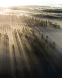 Morning rays in a foggy Swedish forest, gentle mood and natural colors