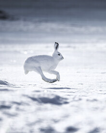 Daniel Öberg, Mountain Hare - Sweden, Europe)