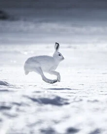 Photo art by Daniel Öberg: Mountain hare in snow with gentle winter mood