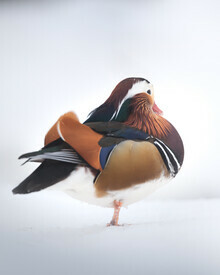 Daniel Öberg, Mandarin Duck (Sweden, Europe)