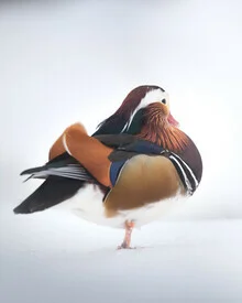 Mandarin duck in a winter setting, soft colors and a calm expression.