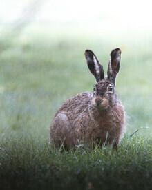 Daniel Öberg, Curious hare (Sweden, Europe)