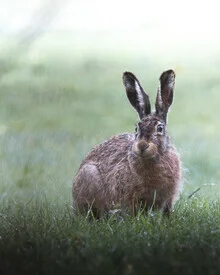 Curious hare in a green forest, peacefully exploring its surroundings.