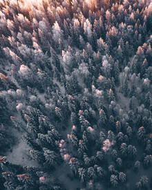 Daniel Öberg, Tree magic - Sweden, Europe)