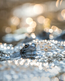 Daniel Öberg, Frog in bokeh (Sweden, Europe)