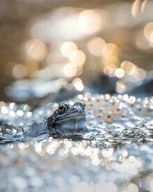 Photo art of a frog in bokeh with golden tones at sunrise