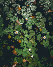 Daniel Öberg, Water lilies (Sweden, Europe)