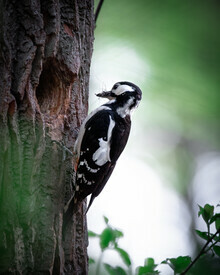 Daniel Öberg, Woodpecker (Sweden, Europe)