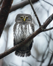 Daniel Öberg, Pygmy Owl (Sweden, Europe)