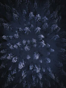 Photo by Daniel Öberg: nighttime shot of a snowy forest in Sweden