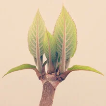 Photo art by Torsten Kupke: green leaves with gentle light patterns