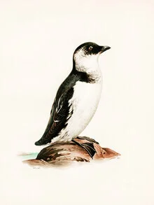 Wall art featuring a vintage illustration of the little auk on a soft background.