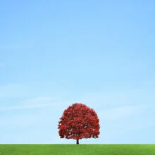 Fotokunst von Pascal Krumm: einsamer Junge unter einem Baum in der Natur