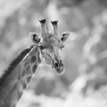 Beautiful giraffe in sunlight, soft colors and calm atmosphere.