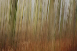 Blurry forest in soft green tones, creating a calm atmosphere.