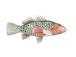 Christina Wolff, Sea Life. Blue Trout (Germany, Europe)