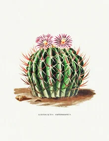 Illustration of an Echinocactus Coptonogonus in soft colors, conveying calm and a connection to nature.