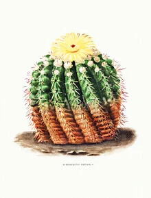 Wall art by Vintage Nature Graphics: Echinocactus Erinaceus in soft green tones