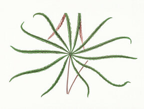 Vintage Nature Graphics, Tentakel (Deutschland, Europa)