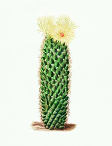 Wall art of a vintage cactus with a flower against a neutral background