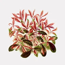 Illustration by Vintage Nature Graphics: red and green leaves in soft colors
