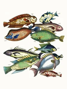 Illustration von Vintage Nature Graphics: stilisierte Fische in Braun und Grün