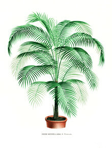 Vintage Nature Graphics, Cocos Weddelliana (Frankreich, Europa)