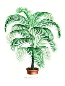 Wall art featuring botanical illustration: Cocos Weddelliana in soft colors