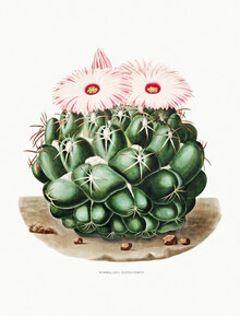 Vintage Nature Graphics, Mammillaria Elephantidens (Frankreich, Europa)