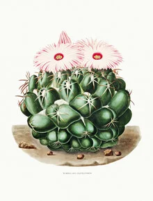 Wall art featuring a detailed illustration of the Mammillaria Elephantidens plant.