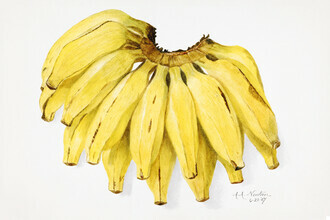 Vintage Nature Graphics, Musa (Vereinigte Staaten, Nordamerika)