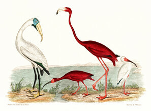Vintage Nature Graphics, Holzibis und scharlachroter Flamingo (Vereinigte Staaten, Nordamerika)