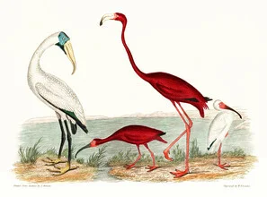 Illustration by Vintage Nature Graphics: wood ibis and scarlet flamingo in natural setting