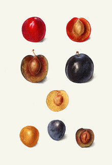 Vintage Nature Graphics, Prunnus Domeatica (Vereinigte Staaten, Nordamerika)